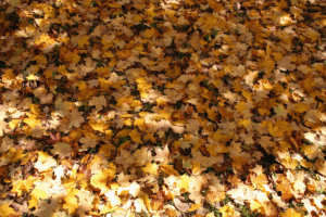 Read more about the article October 2025